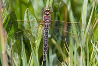 Female. May 2010, De Wieden, NL