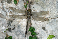 Female f. brachycerca. June 2009, Mili watermills, Crete, GR