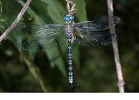 Male. June 2011, Amir Ali Spring, Kavalas, Kythera, GR