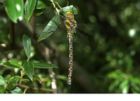 Teneral male. June 2017, Achaia, Peloponnesos, GR