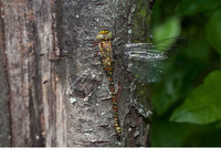 Female. June 2012, near Vetren, Silistra, BG