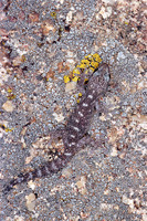 Well camouflaged on granite rocks with lichens. May 1999, near Bocca d'Osini, Piana, dept. Corse du Sud, FR