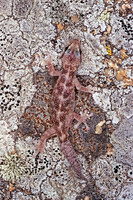 Often with thick, regenerated tail.