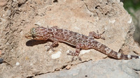 April 2015, Guardamar del Segura, Valencia, ES