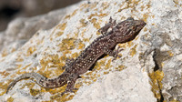 Invalid subsp. spinalis. October 2010, Illa Gran d'Addaia, Menorca, ES