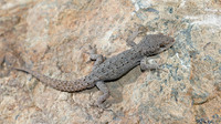 June 2009, Piperas, Idi mountains, Crete, GR