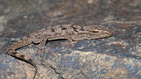 Adult. December 2010, Carrapateira, Algarve, PT