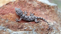 Juvenile. May 1997, near Montes Novos, Algarve, PT