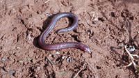 May 1997, near Sta Catharina da Fonte de Bispo, Algarve, PT