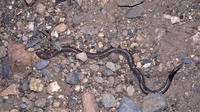 September 2005, Villareal de San Carlos, Monfragüe, Extremadura, ES