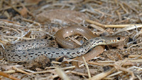 Semimaculatus morph. October 2007, Pedi valley, Symi, Dodecanese, GR
