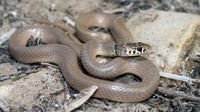 Unspotted individual. October 2009, Mitilinei, Samos, Dodecanese, GR