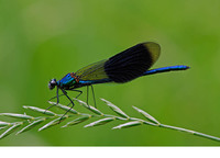 Nominate subsp. male. June 2006, Zammels Broek, Westerlo, BE