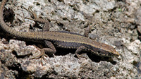 April 2006, Sierra de Cazorla, Andalucia, ES