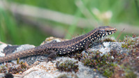 Male. June 2017, near Kouteli, Achaia, Peloponnesos, GR