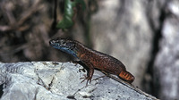 Adult male in breeding colours. September 2004, Mrna valley, Istria, HR