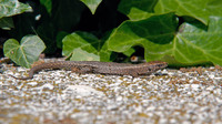Female. April 2008, Durovici, Petrovac, ME