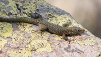 Nominate subsp. August 2019, Cascades de Radules, Haute-Corse, FR