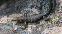 A. b. sardoa. July 2018, Monte Limbara, Sardinia, IT