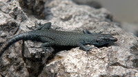 April 2008, Lovcen NP, ME