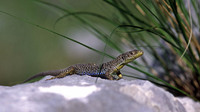 Adult male in breeding colours. June 2003, Ivanova Korita, Lovcen NP, ME