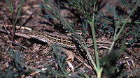 May 2002, Grindul Letea, Danube Delta, Tulcea, RO