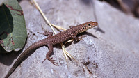 Juvenile. September 1999, near Leonidio, Parnon Mountains, Peloponnese, GR