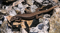 Nominate subsp. September 2005, Sierra de Guadarrama, Madrid, ES