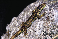 I. c. castiliana adult male. September 2005, Sierra de Gredos, Castilla la Vieja, ES