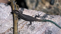Juvenile. September 2005, Sierra de Peña de Francia, Castilla la Vieja, ES