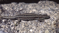 Nominate subsp. September 2000, Torre, Serra da Estrela, PT