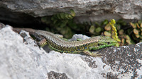 I. m. cantabrica. April 2012, Lago Ercina, Covadonga, Asturias, ES