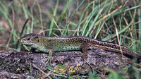Nominate subsp. male. August 2004, Mécrin, dept. Meuse, FR