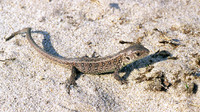 Juvenile. April 1999, De Meinweg, prov. Limburg, NL