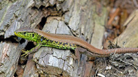 L. a. argus male, erythronotus morph. May 2007, Doamna woods, Peatr Neamt, RO