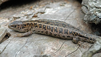 L. a. argus female. May 2007, Doamna woods, Peatr Neamt, RO