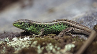 L. a. bosnica male. May 2005, near Rila monastery, BG