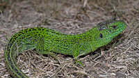 L. a. chersonensis male. May 2007, Valea lui David, Iasi, RO