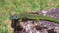 Nominate subsp. male. July 2004, near Urdos, dept. Pyrénées-Atlantiques, FR