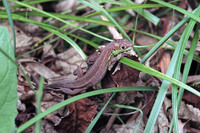 Juvenile. September 1996, Camargue, dept.Bouches-du-Rhône, FR