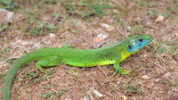 L. b. chloronota male. April 2010, Mongiana, Calabria, IT