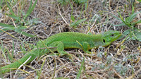 L. d. dobrogica. May 2007, Bestepe near Danube Delta, RO