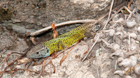 Male. May 2012, A Ponte, Orense, Galicia, ES