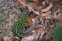 Female. September 2000, along Rio Homem, PN Peñeda-Gerês, PT