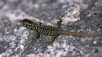 Juvenile. September 2000, along Rio Homem, PN Peñeda-Gerês, PT