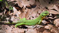 Nominate subsp. male. June 2017, Lake Doxys, Korinthia, Peloponnesos, GR