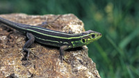Juvenile. May 2005, Madjarovo, Eastern Rhodopes, BG