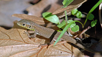 Uniformly coloured juvenile. October 2006, near Kalamata, Peloponnese, GR