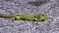 L. t. hansschweizeri male. May 2003, Milos, Western Cyclades, GR