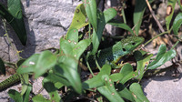 L. t. major male. June 2003, between Becici and Budva, ME